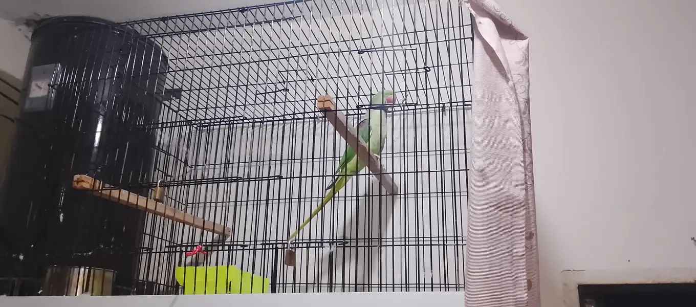 Raw parrot — photo 2