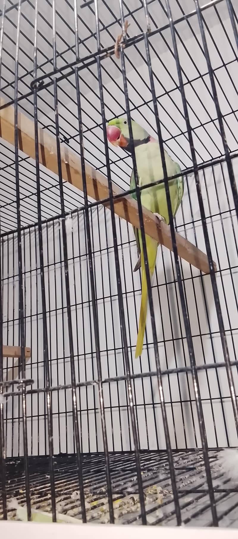Raw parrot 2