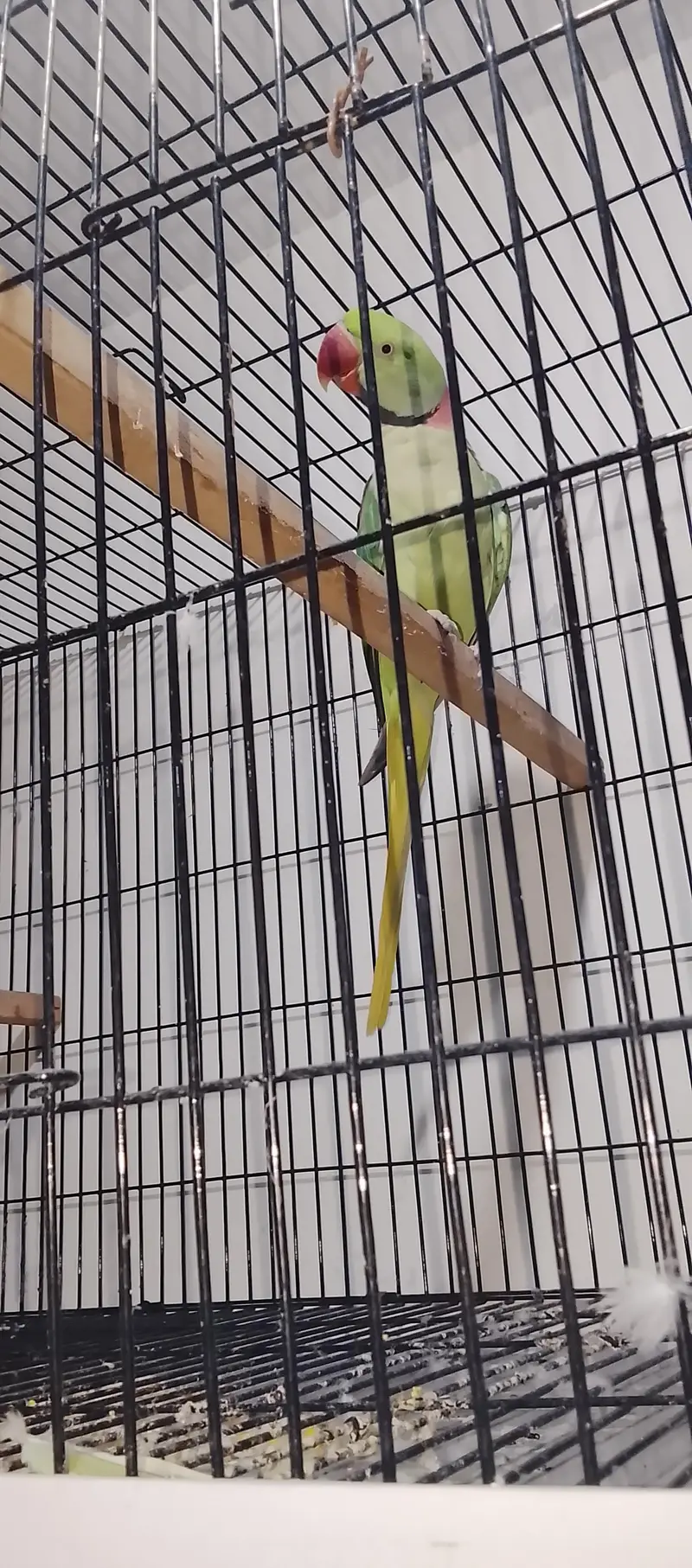 Raw parrot — photo 4