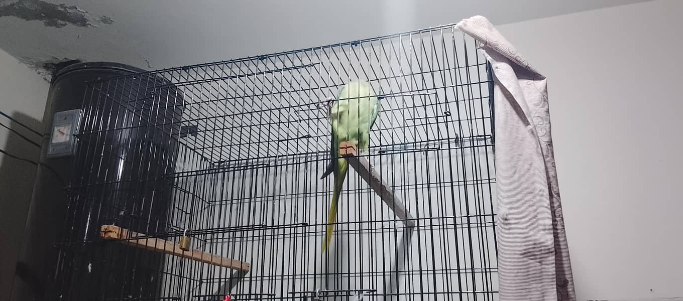 Raw parrot 4