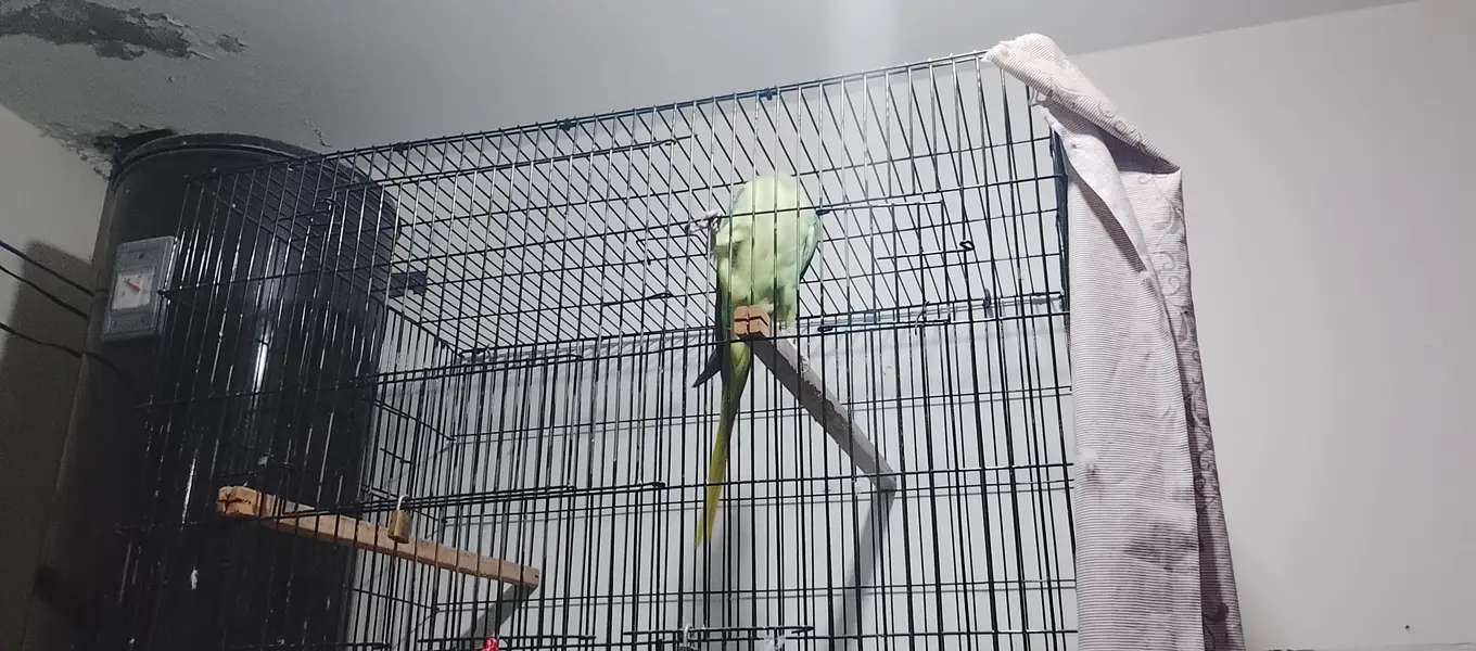 Raw parrot — photo 5