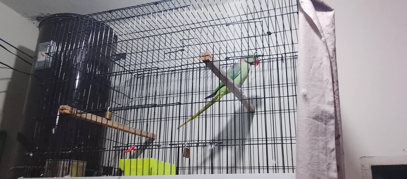 Raw parrot 5