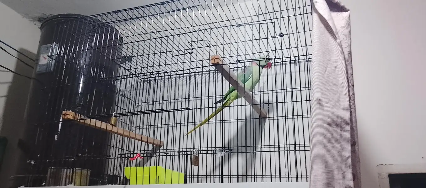 Raw parrot — photo 6