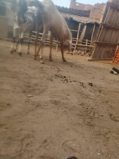 breeder Bakra pure Rajan pori
