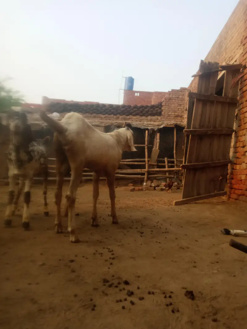 breeder Bakra pure Rajan pori — photo 2