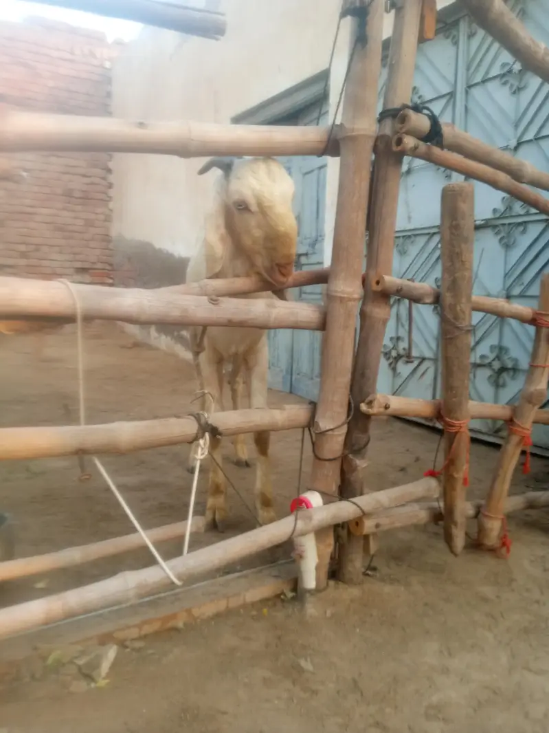 breeder Bakra pure Rajan pori — photo 3