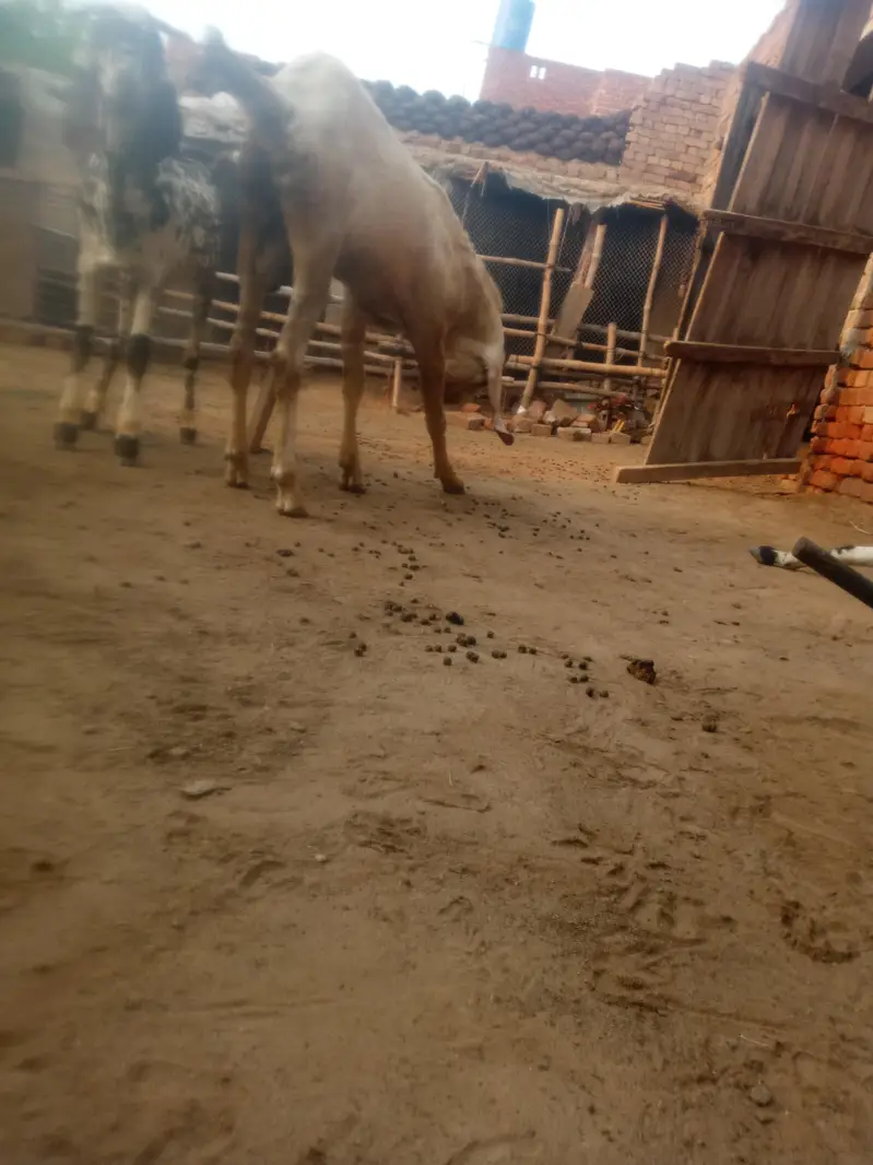breeder Bakra pure Rajan pori — photo 4
