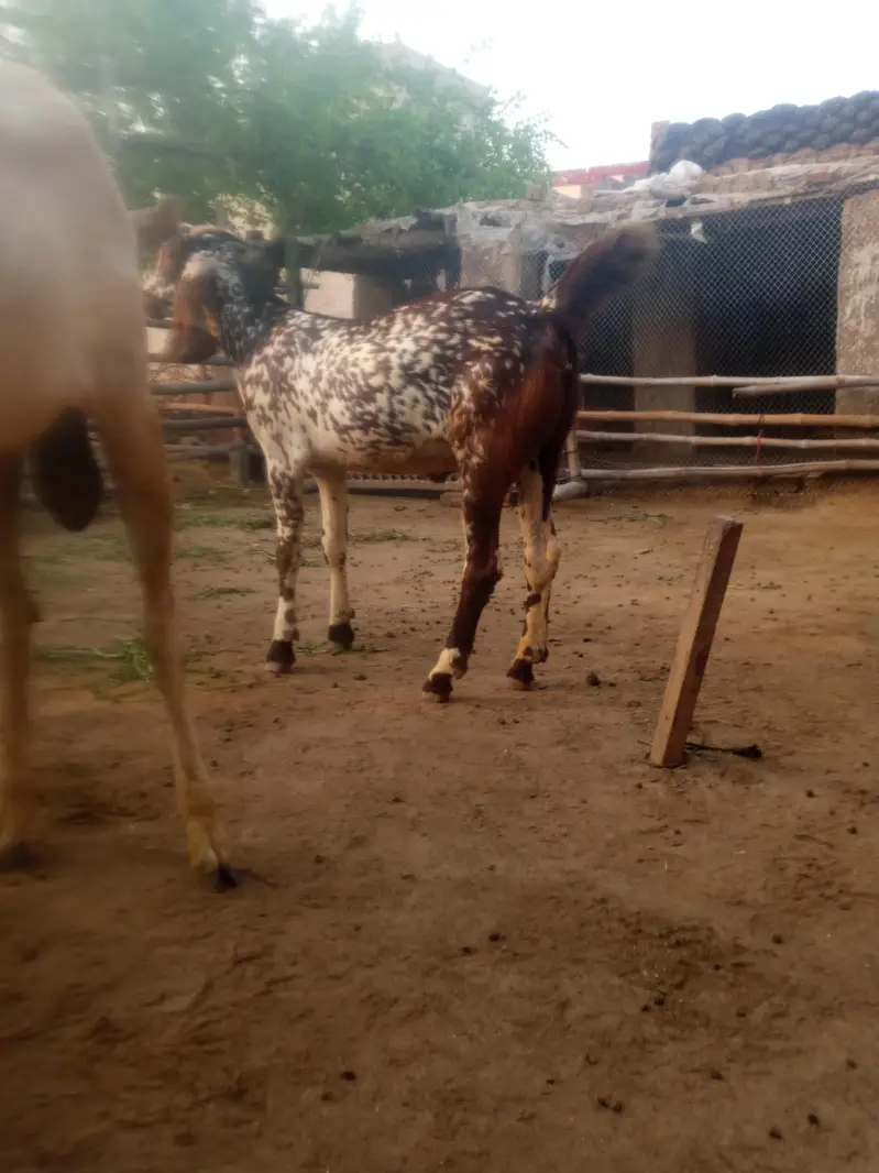 breeder Bakra pure Rajan pori — photo 5