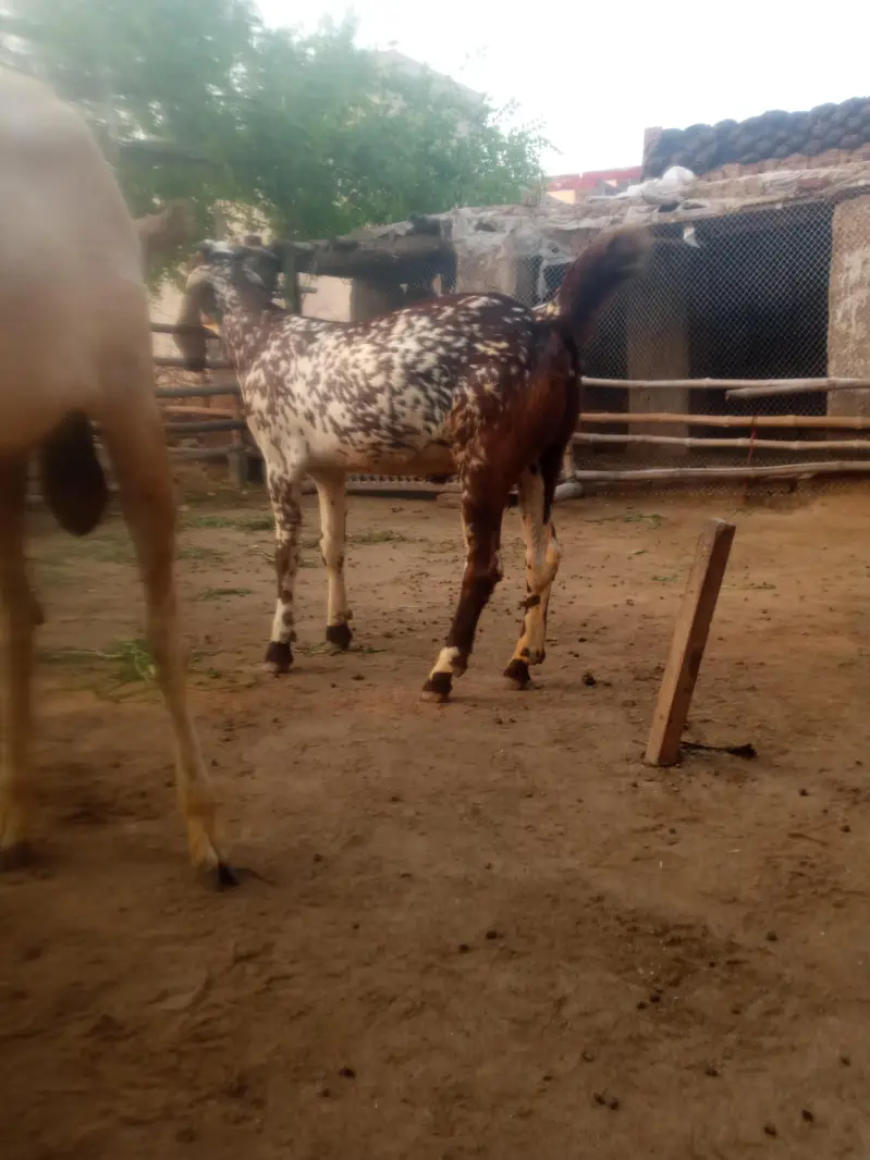breeder Bakra pure Rajan pori — photo 6