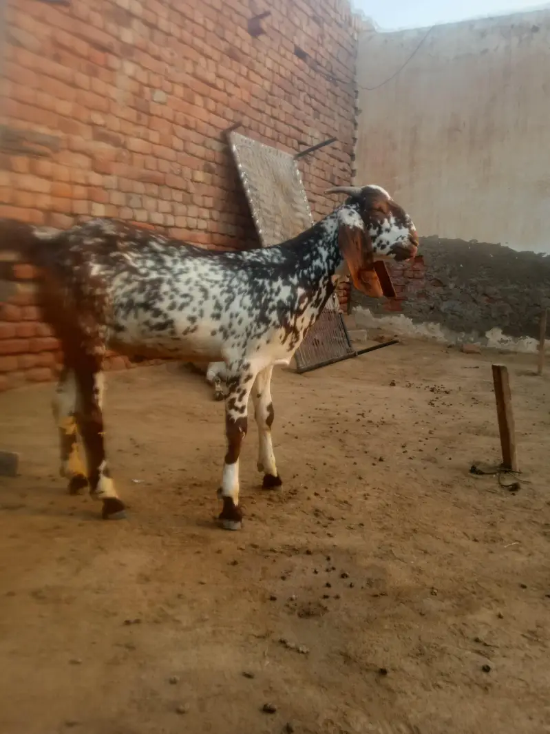 breeder Bakra pure Rajan pori — photo 7