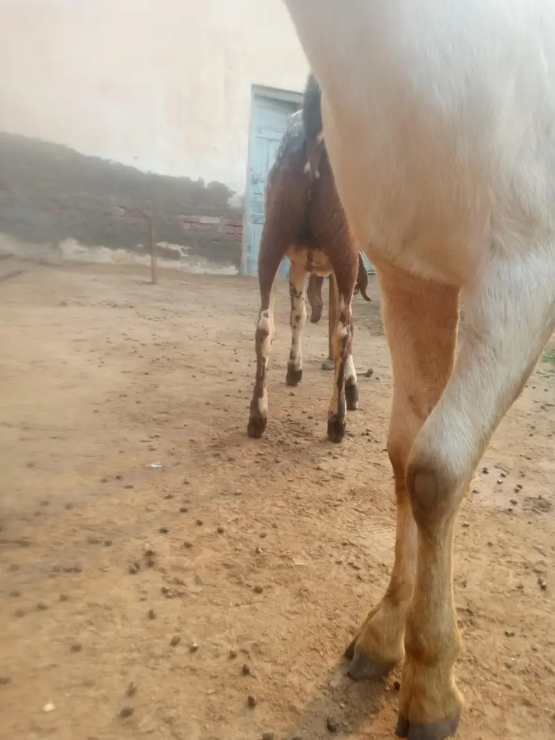 breeder Bakra pure Rajan pori — photo 8