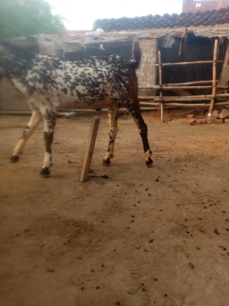 breeder Bakra pure Rajan pori — photo 9