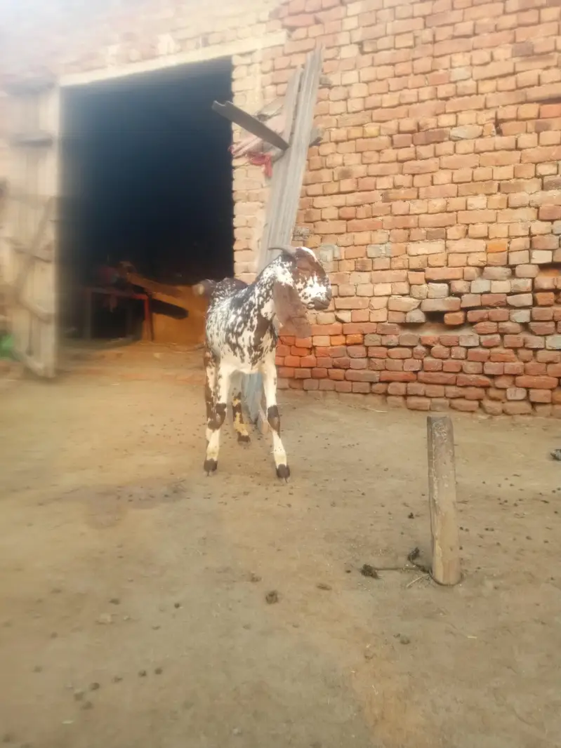 breeder Bakra pure Rajan pori — photo 10