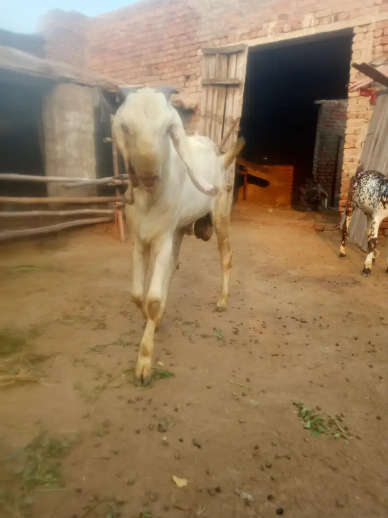 breeder Bakra pure Rajan pori — photo 11