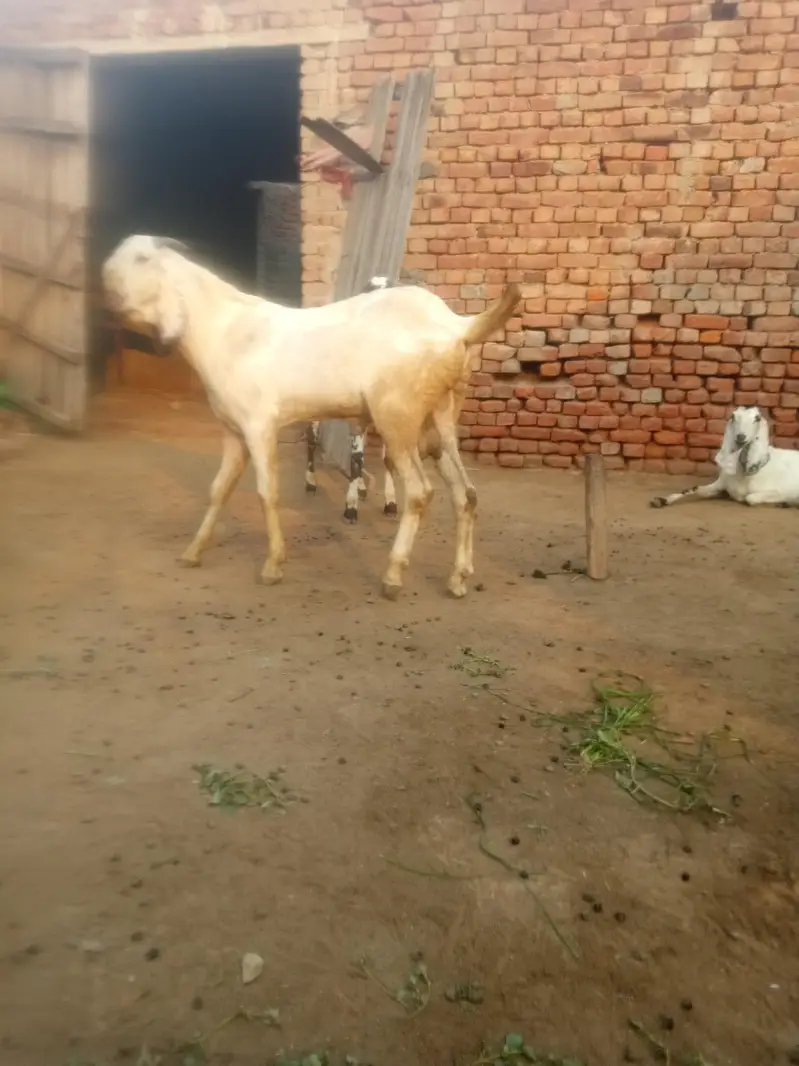breeder Bakra pure Rajan pori — photo 12