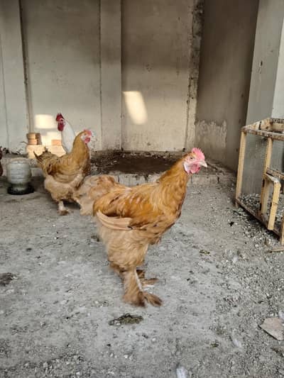 2 golden buff 2 white lohman white roster . healthy and active.