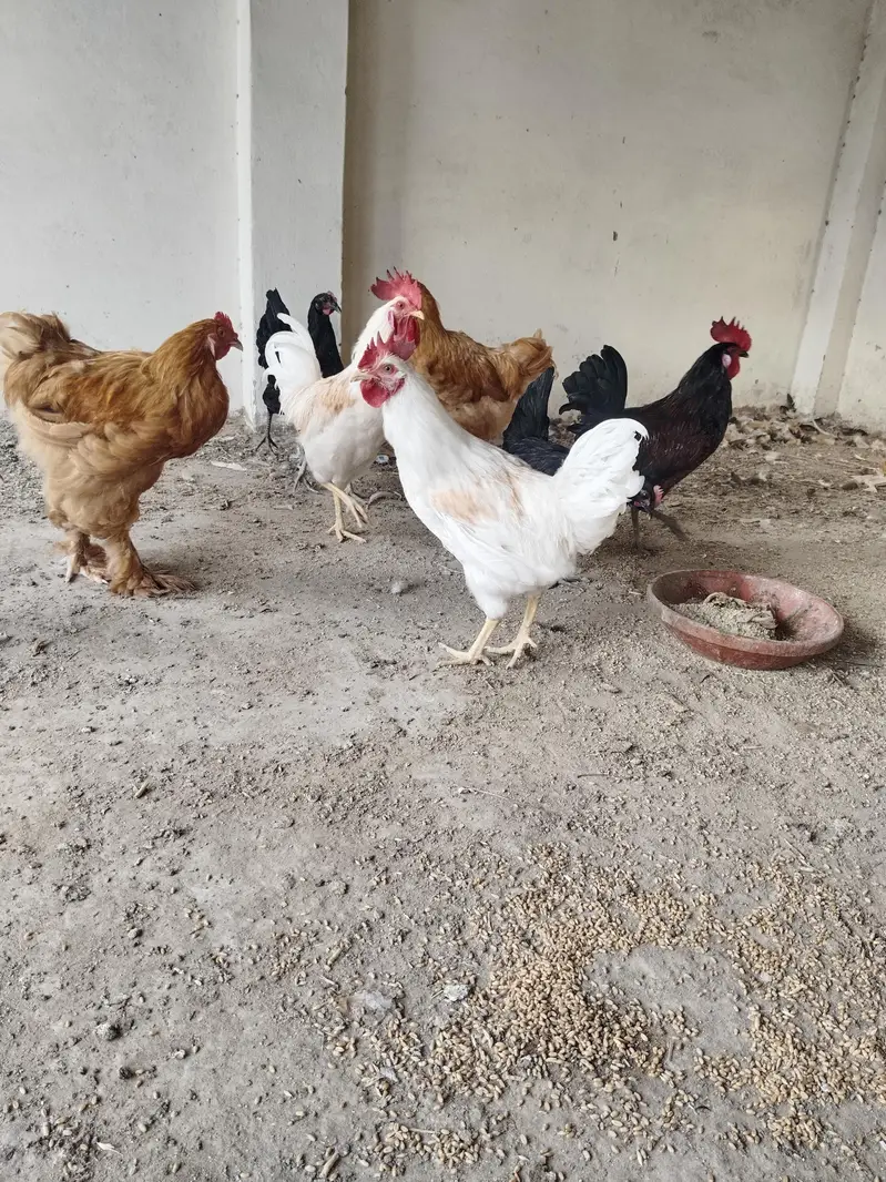 2 golden buff 2 white lohman white roster . healthy and active. — photo 2