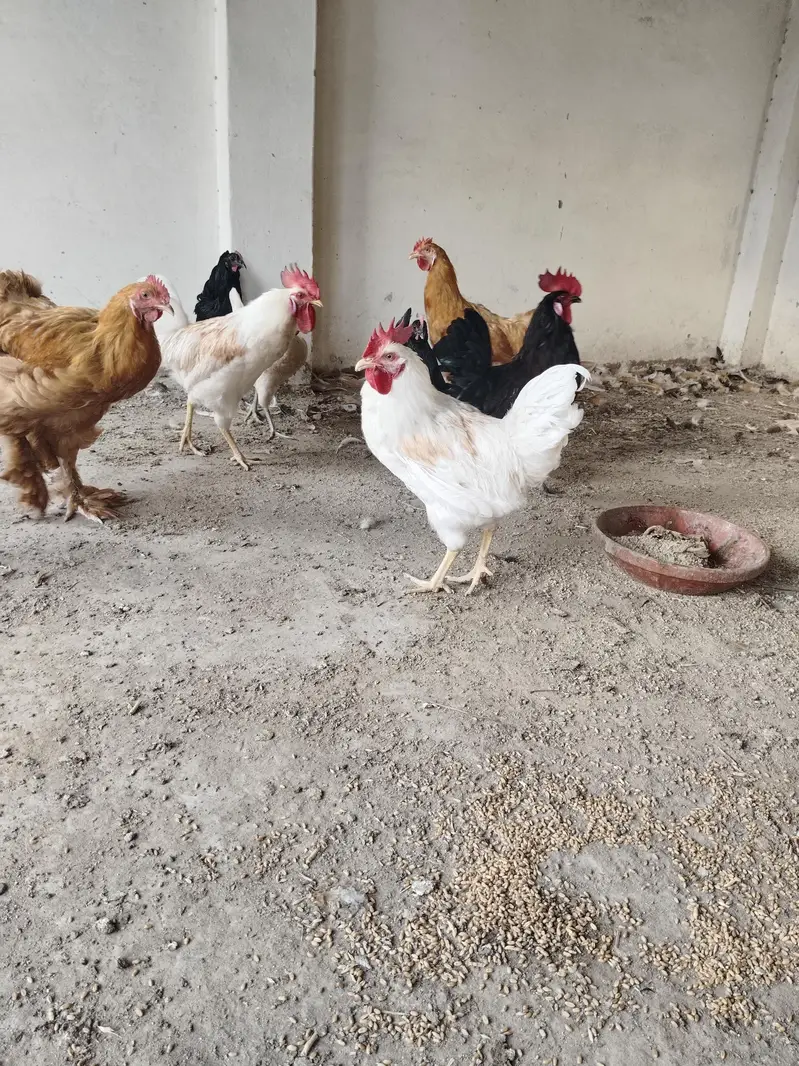2 golden buff 2 white lohman white roster . healthy and active. — photo 3
