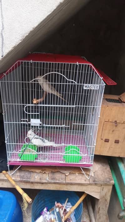 white pair for sale
