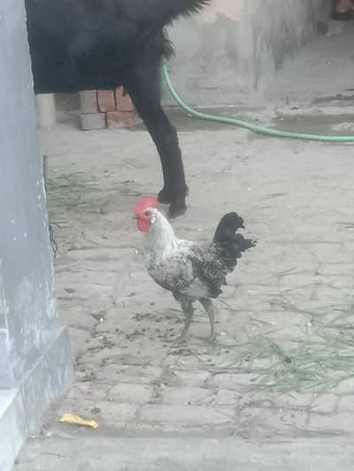 Desi morgi rostar
