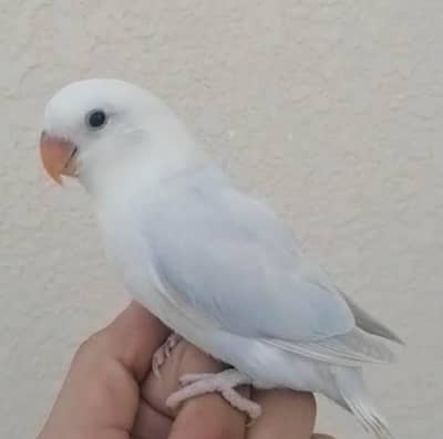 love bird jorha