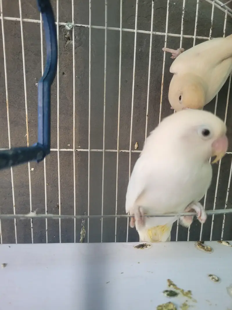love bird jorha — photo 2