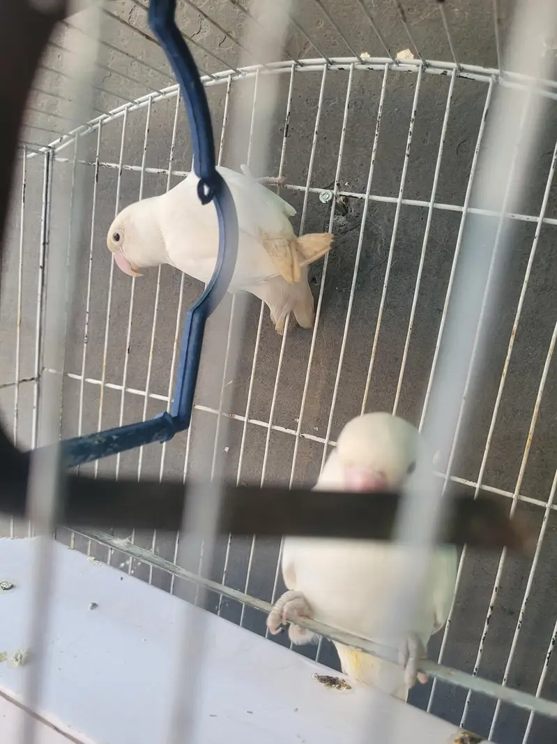 love bird jorha — photo 3