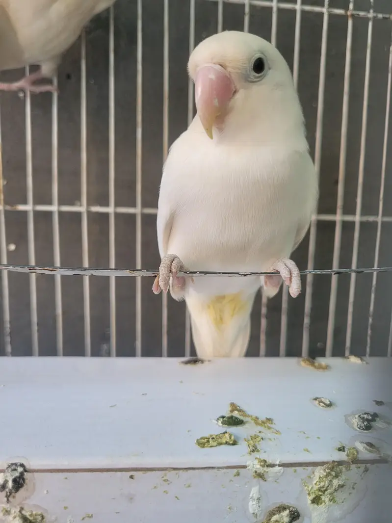 love bird jorha — photo 4