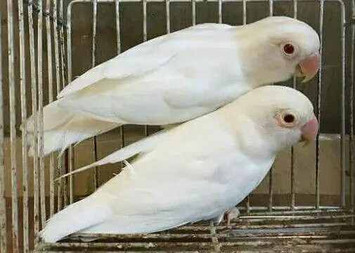 love bird jorha — photo 5