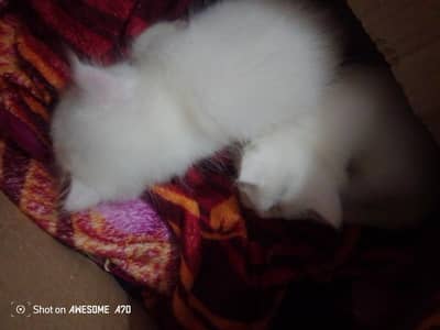 pursion pair for sale