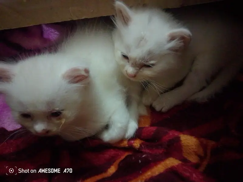 pursion pair for sale — photo 2