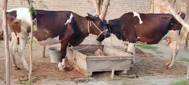 2 Friesian cows for sale