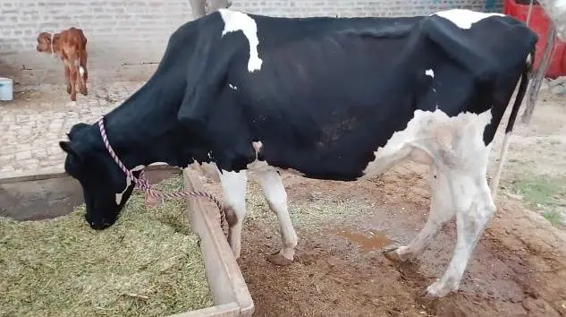 2 Friesian cows for sale — photo 2