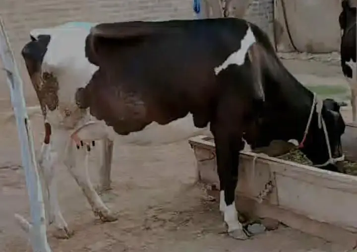 2 Friesian cows for sale — photo 3