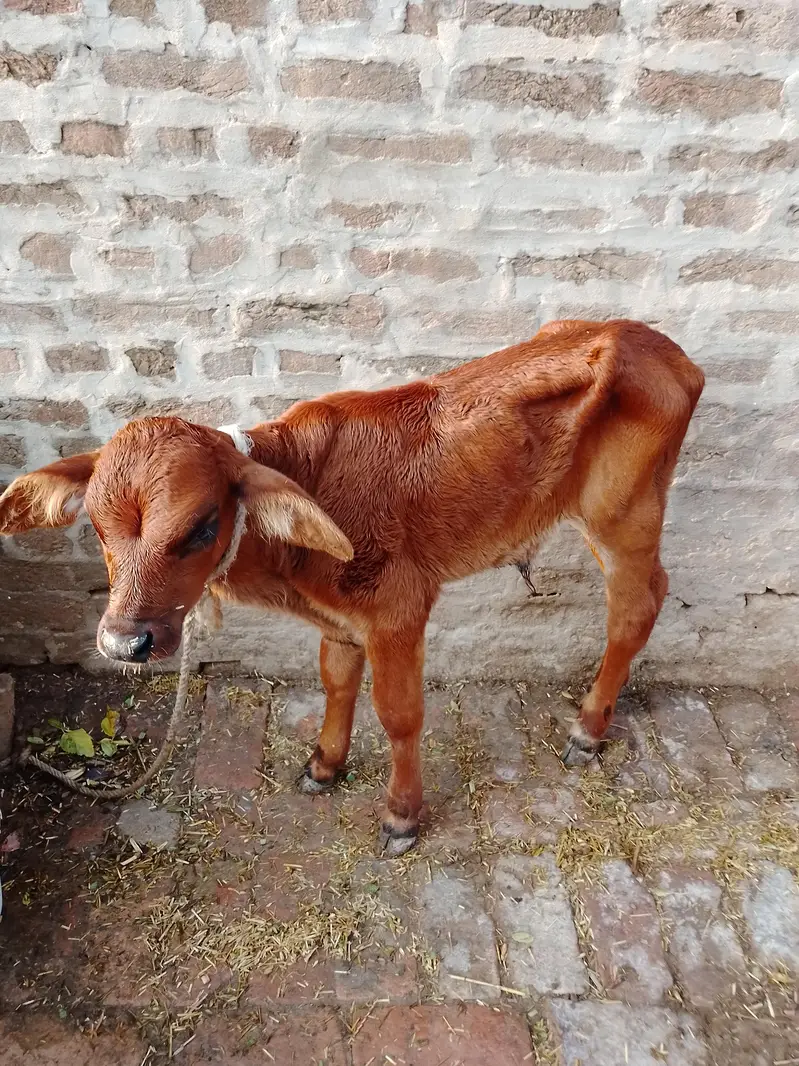 2 Friesian cows for sale — photo 4