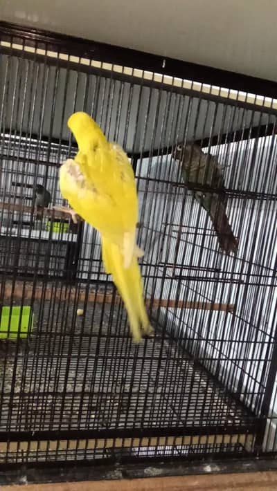 sun conure