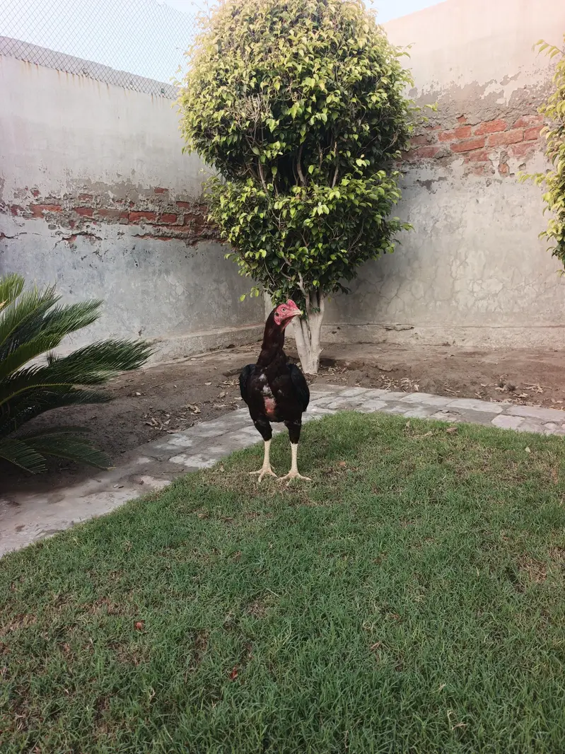 Aseel Lakha — photo 4