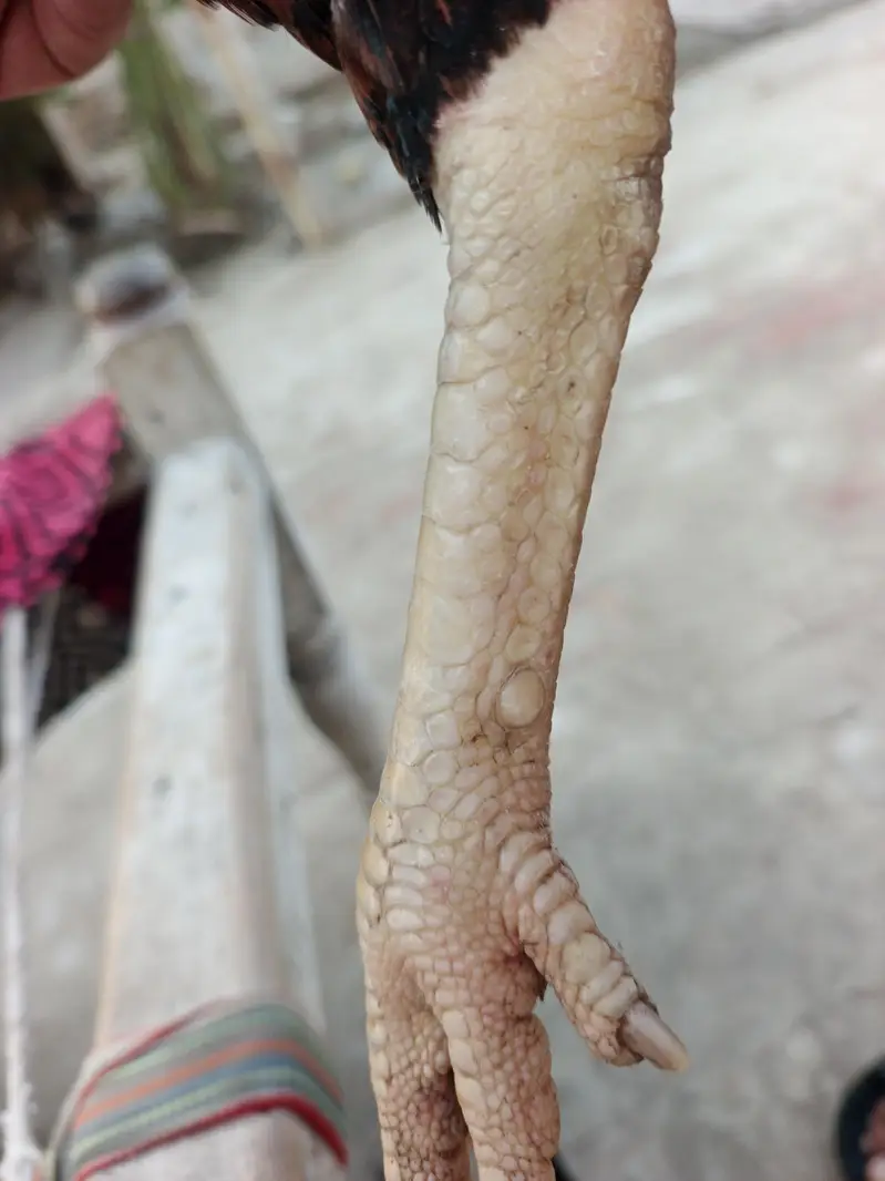 Aseel Lakha — photo 7