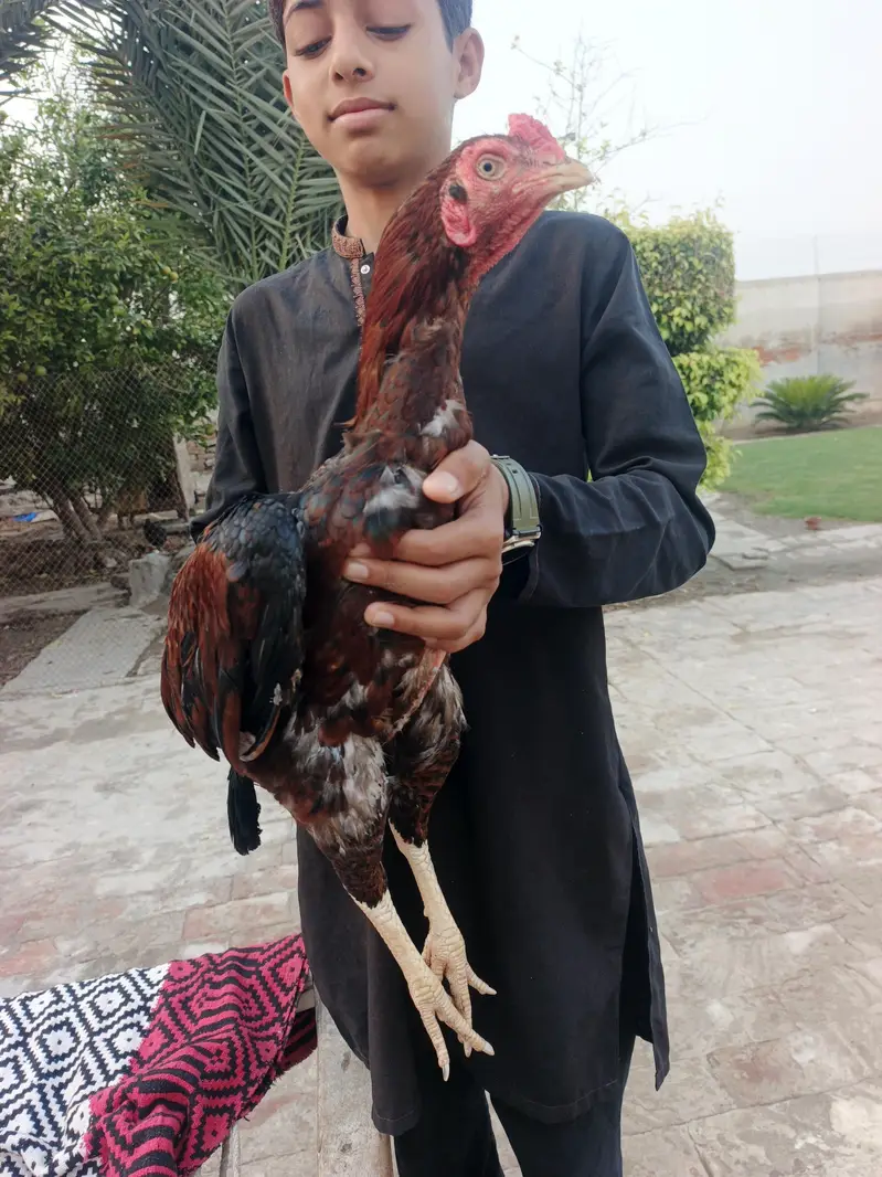 Aseel Lakha — photo 9