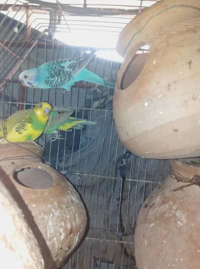 budgies parrot