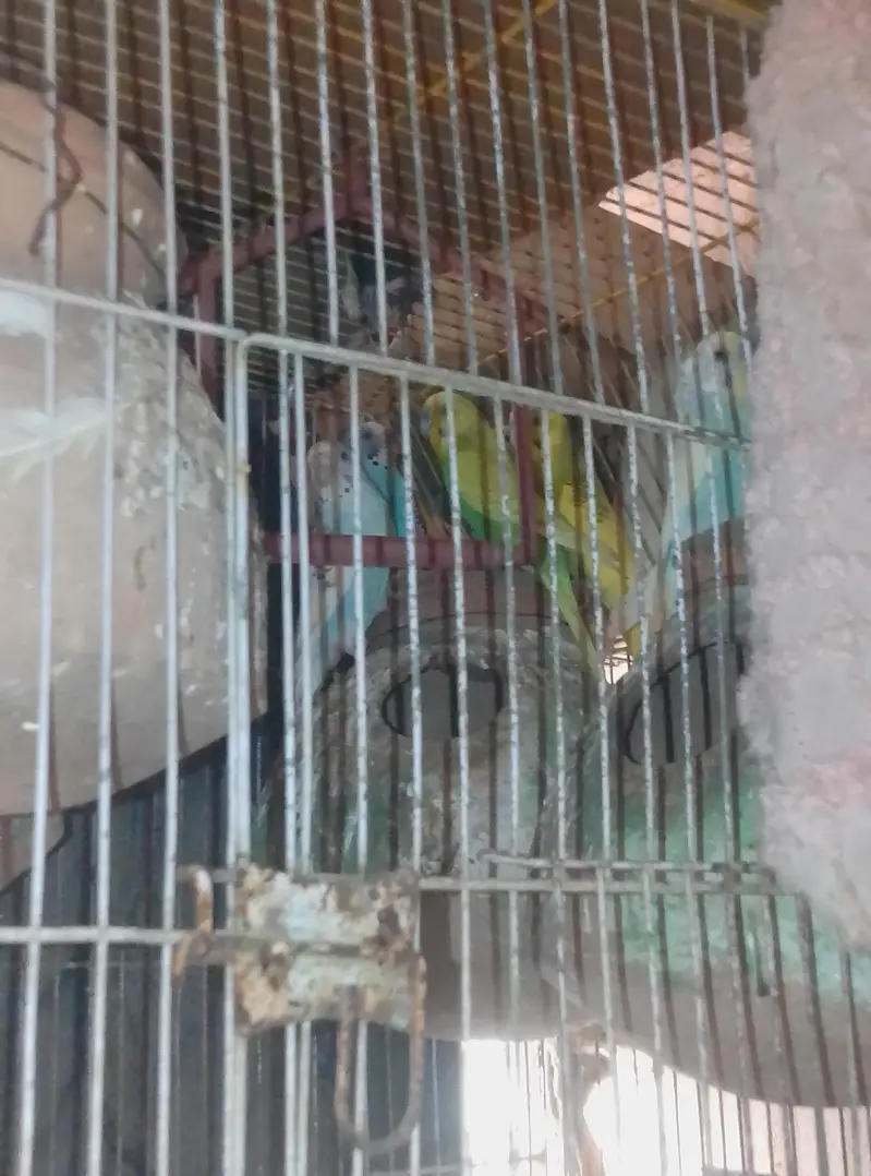 budgies parrot — photo 2