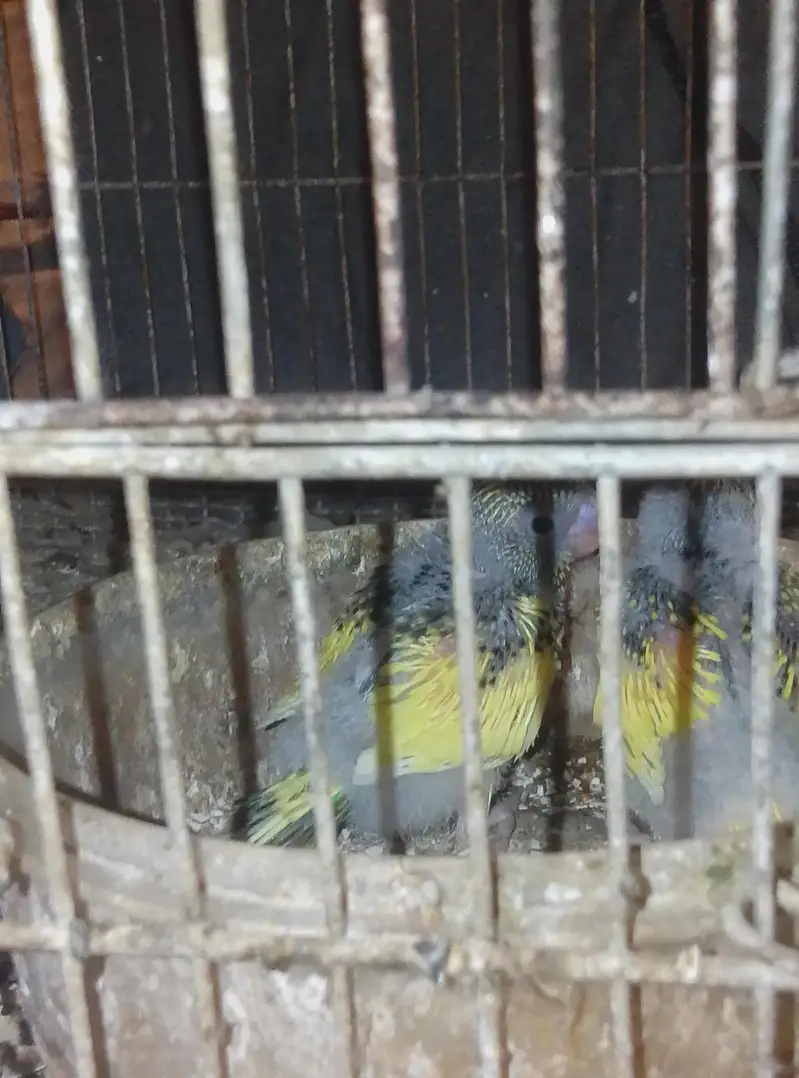 budgies parrot — photo 3