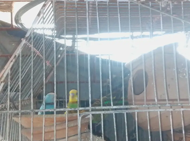 budgies parrot — photo 4