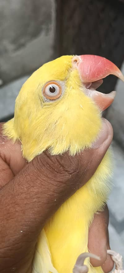 yellow Parrot