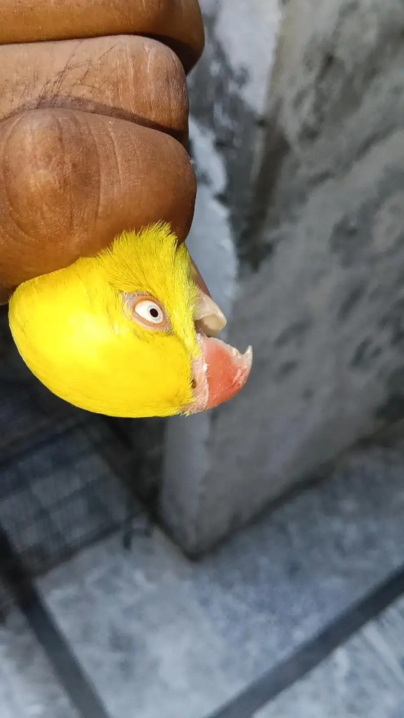 yellow Parrot — photo 2