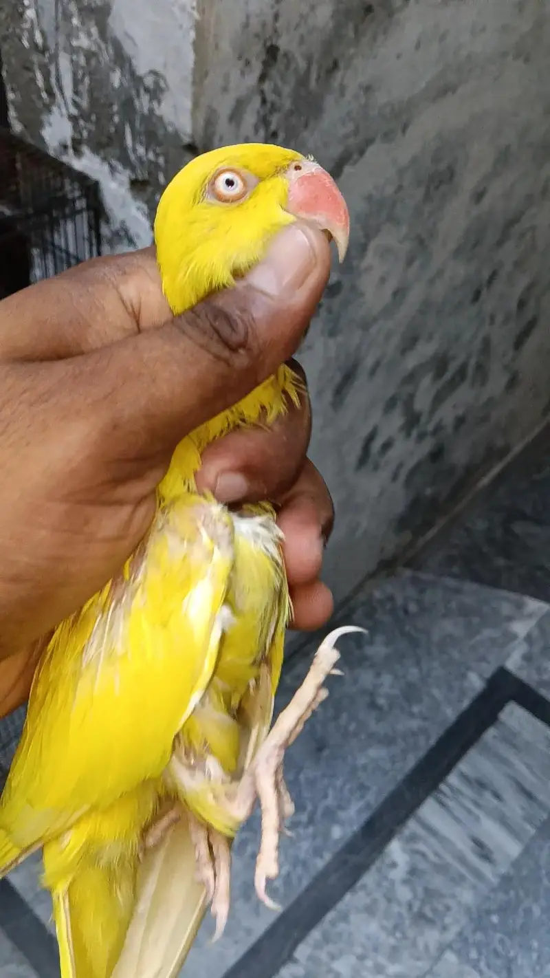 yellow Parrot — photo 3