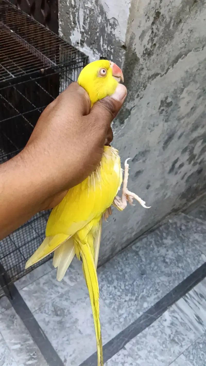yellow Parrot — photo 4