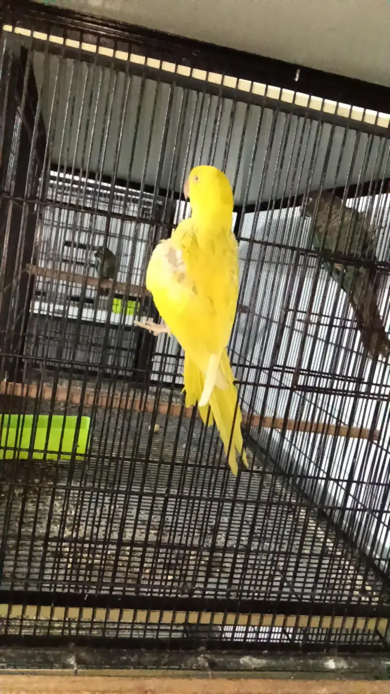 yellow Parrot — photo 5
