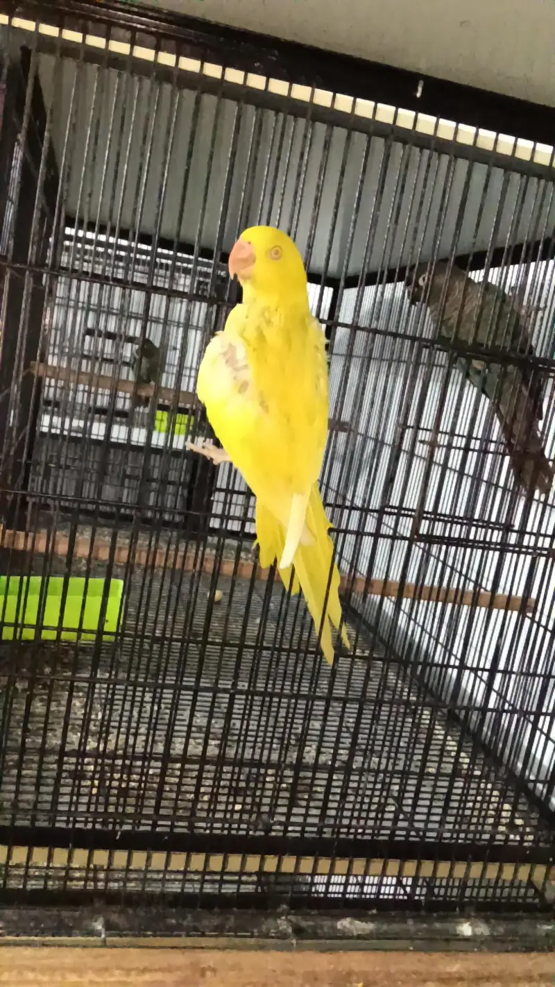 yellow Parrot — photo 6