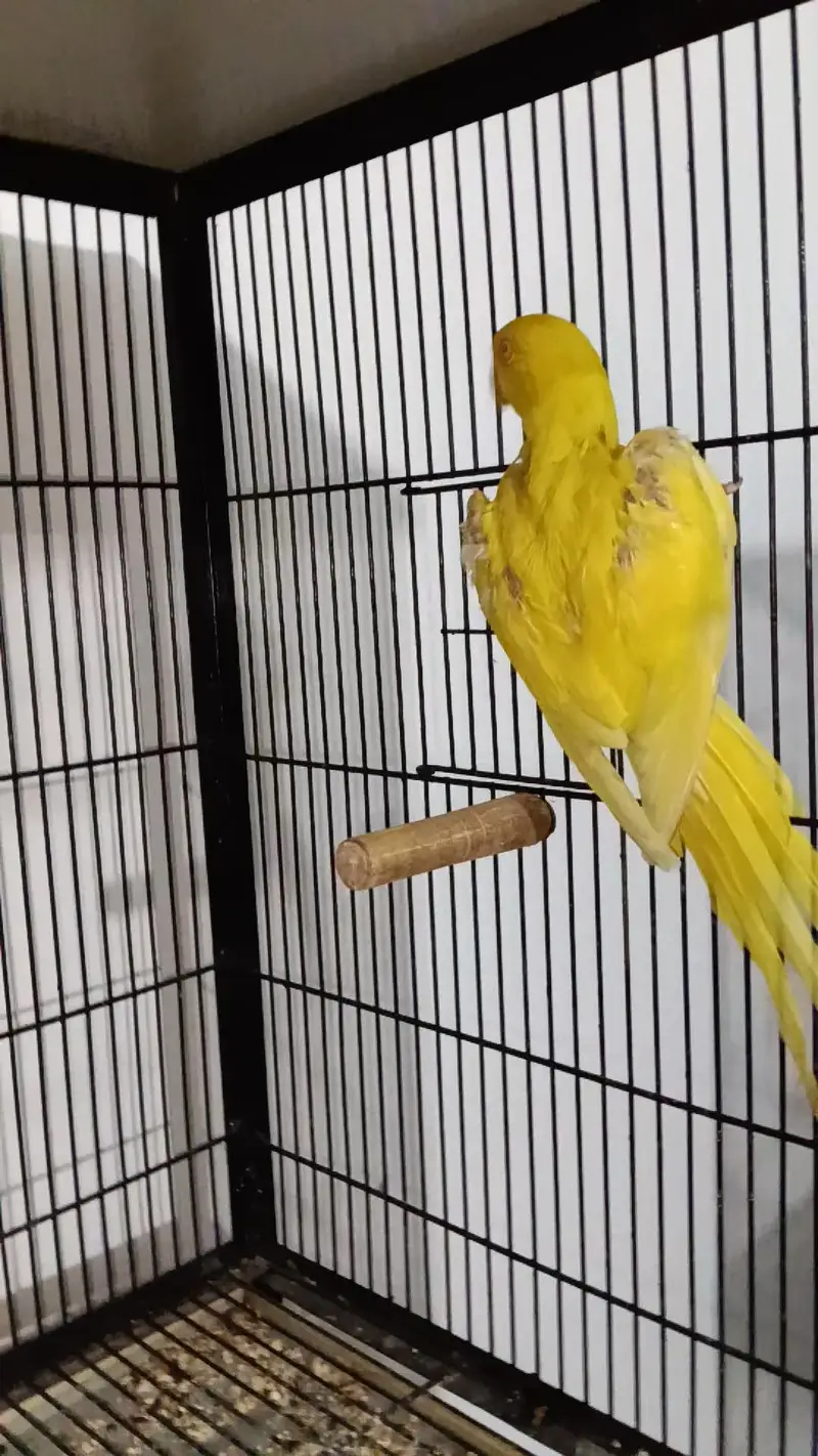 yellow Parrot — photo 7